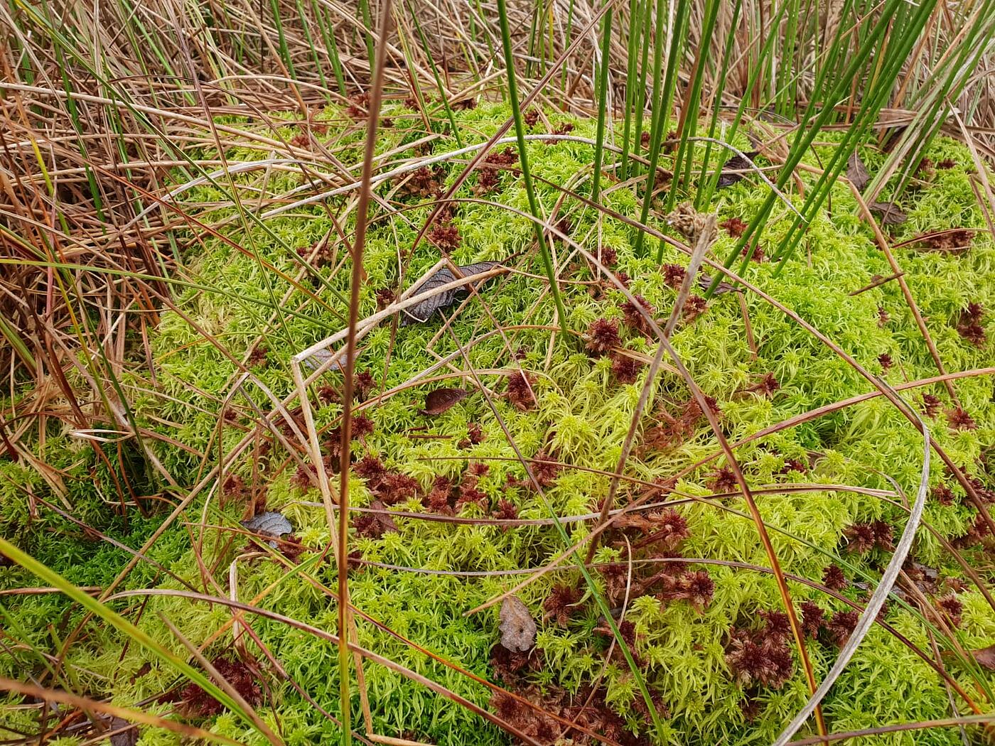 Ein moosiger Moor-Ausschnitt in Nahaufnahme.