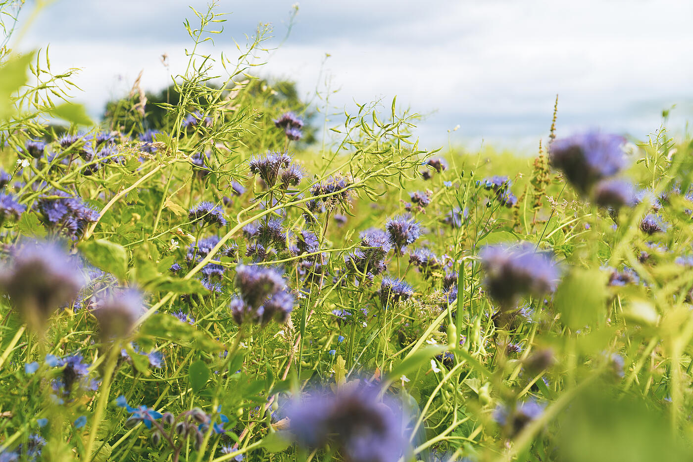 Eine Wildblumenwiese mit unzähligen blauen Blüten in der Nahaufnahme.