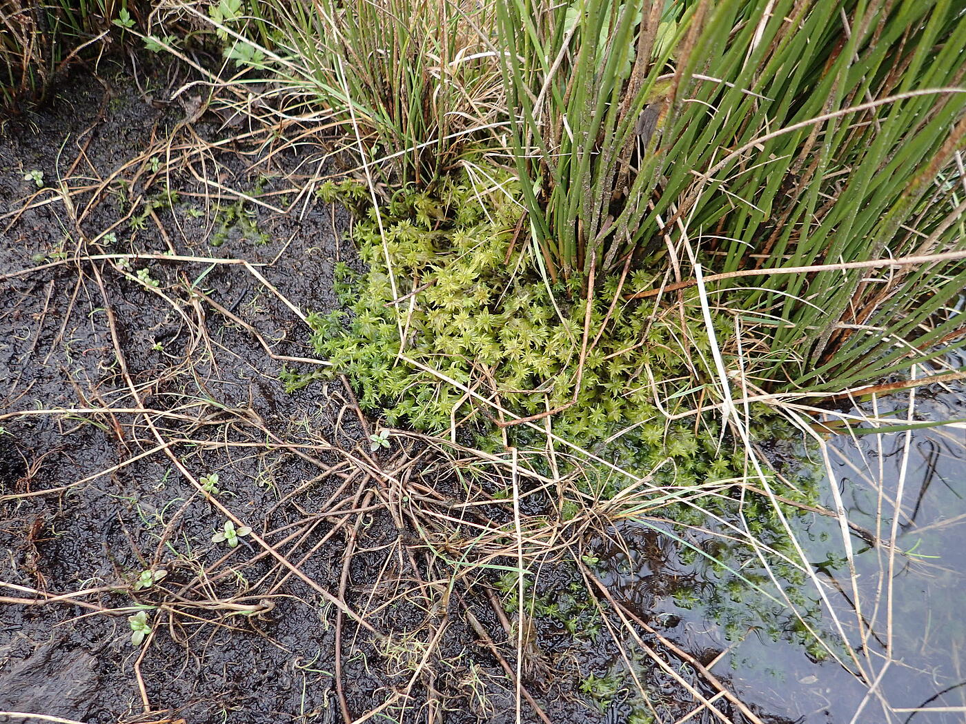 Ein Moor-Ausschnitt in Nahaufnahme, auf dem man grünes Schilf sieht.