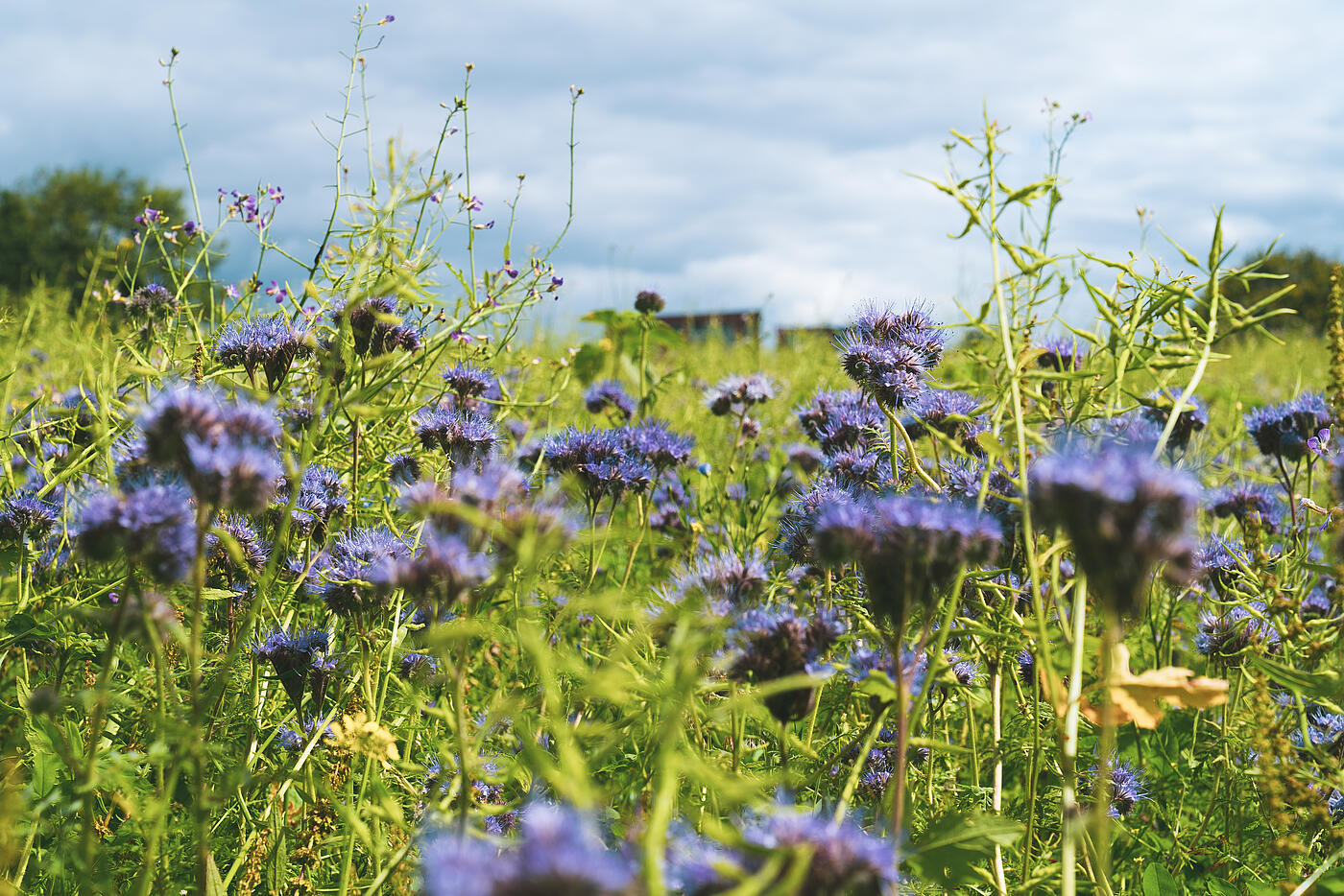 Eine Wildblumenwiese mit unzähligen blauen Blüten in der Nahaufnahme.