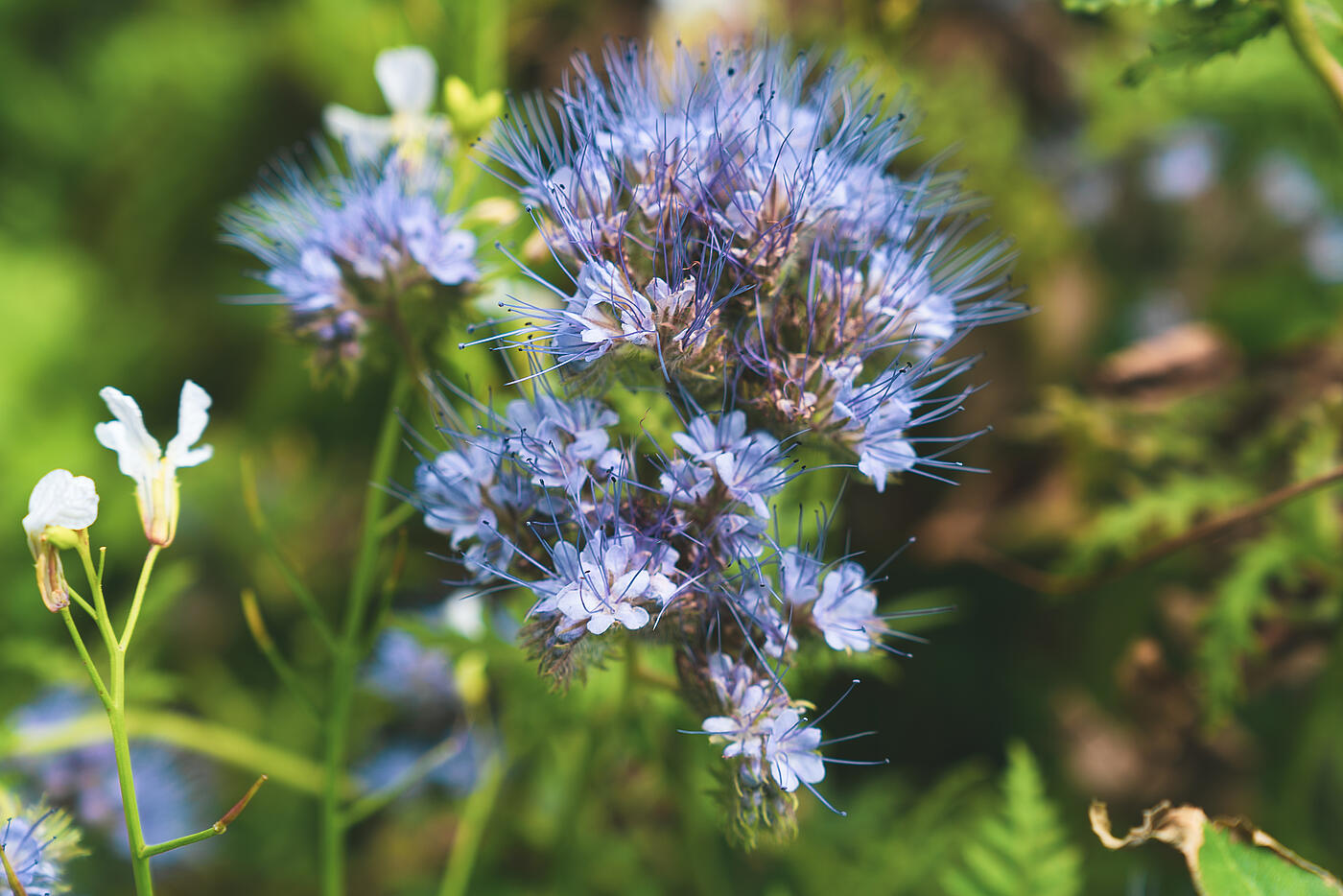 Eine blaue Blüte vor grünem Wiesenhintergrund in der Nahaufnahme.