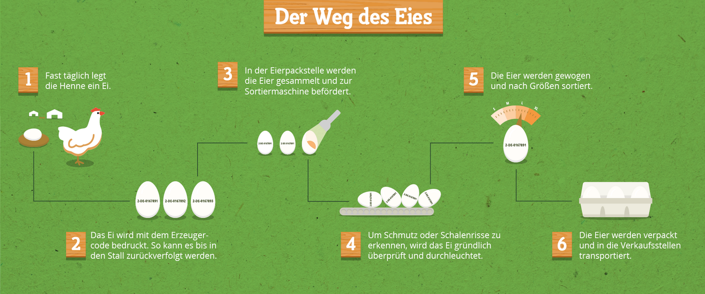 Eine Illustration, die beschreibt, welchen Weg ein Ei vom Stall bis in die typische Eierverpackung nimmt. Es werden zum Beispiel die Codevergabe und die Prüfung auf Schäden gezeigt.