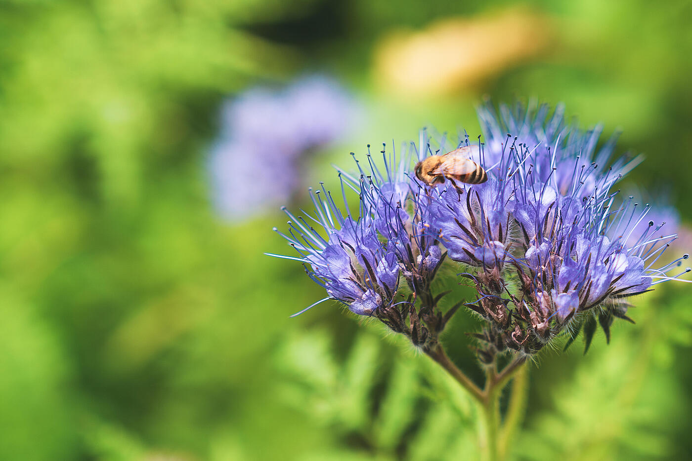 Eine blaue Blume in Nahaufnahme, auf der eine Biene gelandet ist, im Hintergrund grüne Wiese.