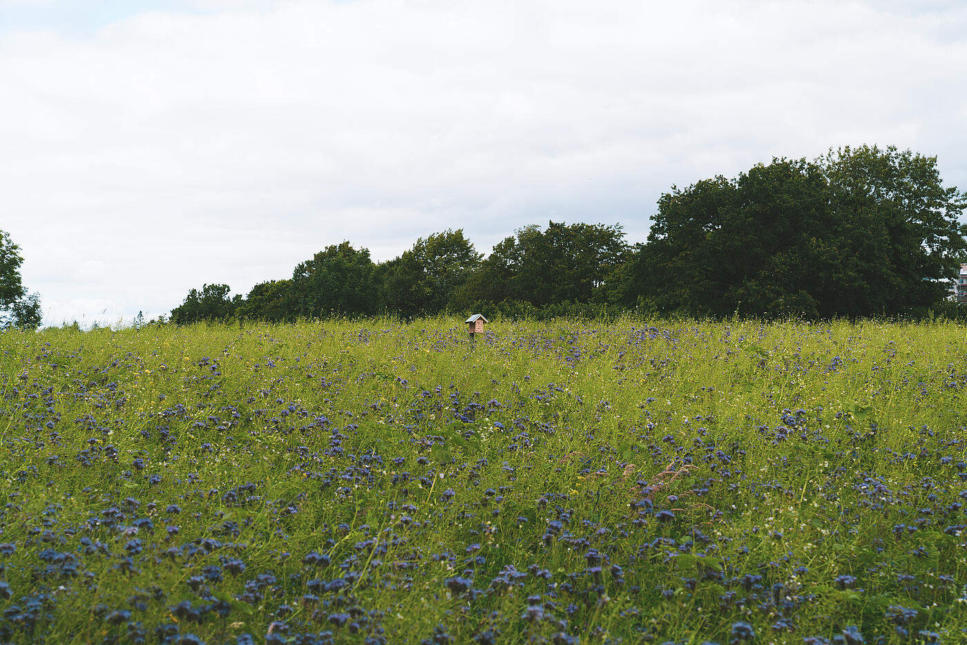 Eine Wildblumenwiese mit unzähligen blauen Blüten.