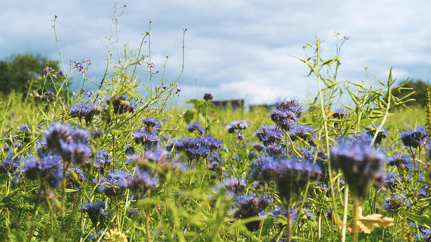 Eine Wildblumenwiese mit unzähligen blauen Blüten in der Nahaufnahme.