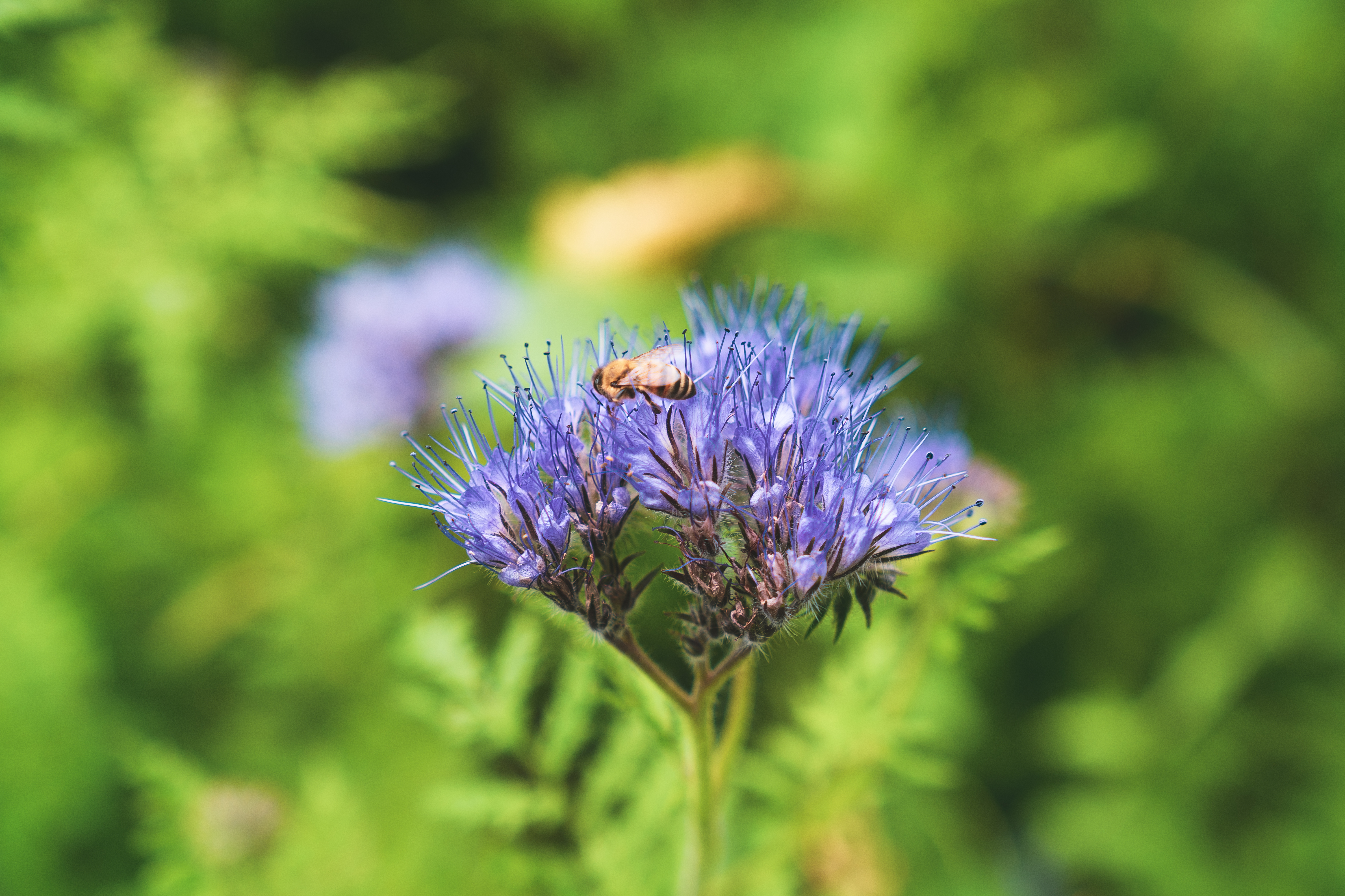 Eine blaue Blume in Nahaufnahme, auf der eine Biene gelandet ist, im Hintergrund grüne Wiese.