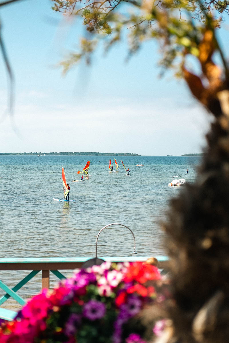 Mitarbeitende von visuellverstehen surfen bei Sonnenschein, im Vordergrund bunte Blumen.